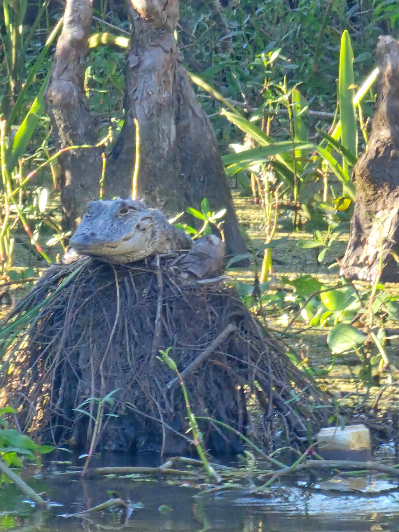 Alligator resting on a cypress stump in the bayou