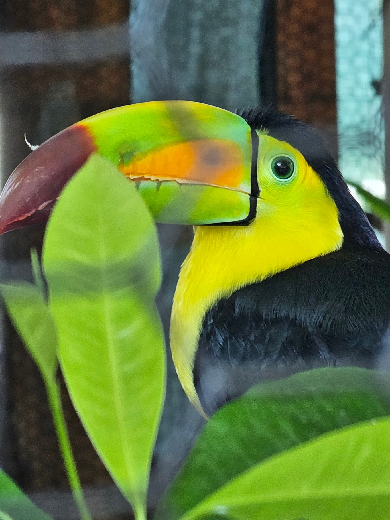 Keel-billed toucan among green leaves