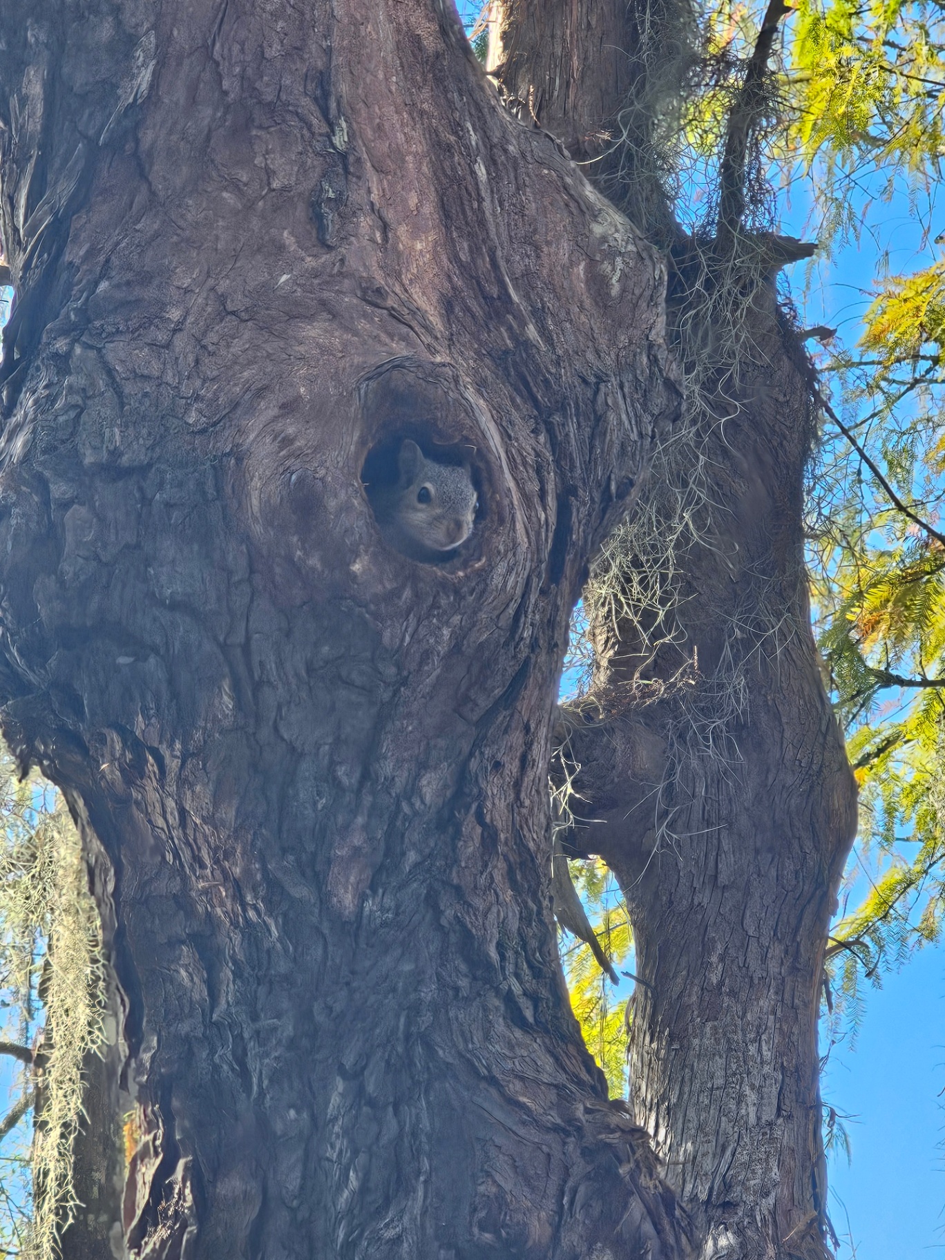 Squirrel peeking from a hole in a cypress tree